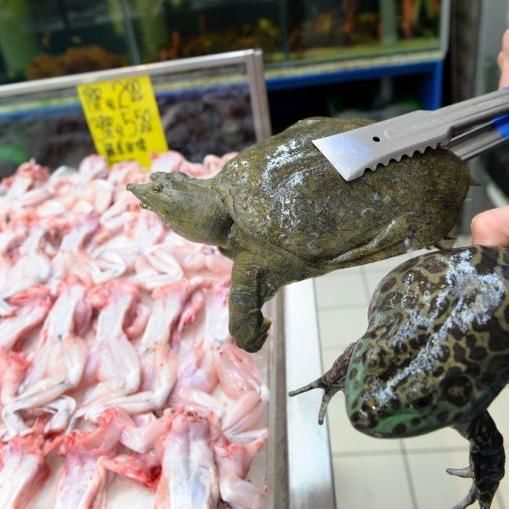 Sale And Slaughter Of Live Turtles, Frogs Banned At Wet Markets In S’pore Due To Health Concerns