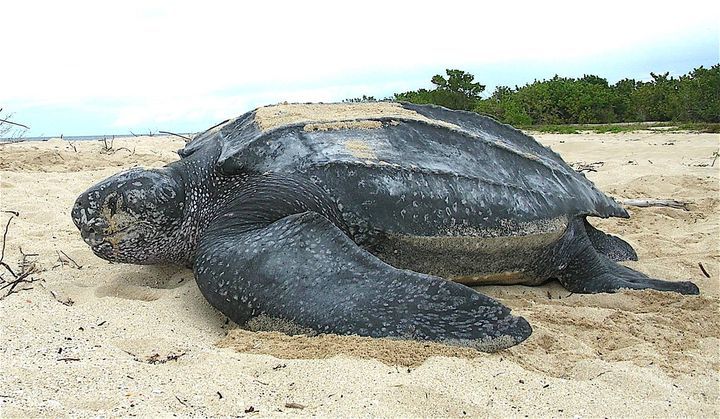 How Many Turtles Are Endangered?. Nearly All Speci..