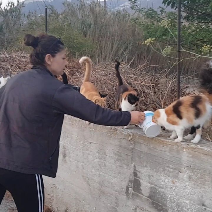 Wonderful Mission For Homeless Cats