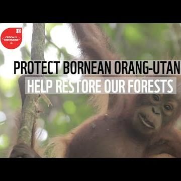 Join The Wwf-Malaysia Community And Help Save Bornean Orang-Utans