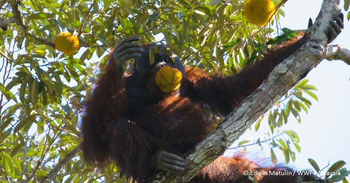 Dyk Orang-Utans Love Durians Too? They Can Eat A W..