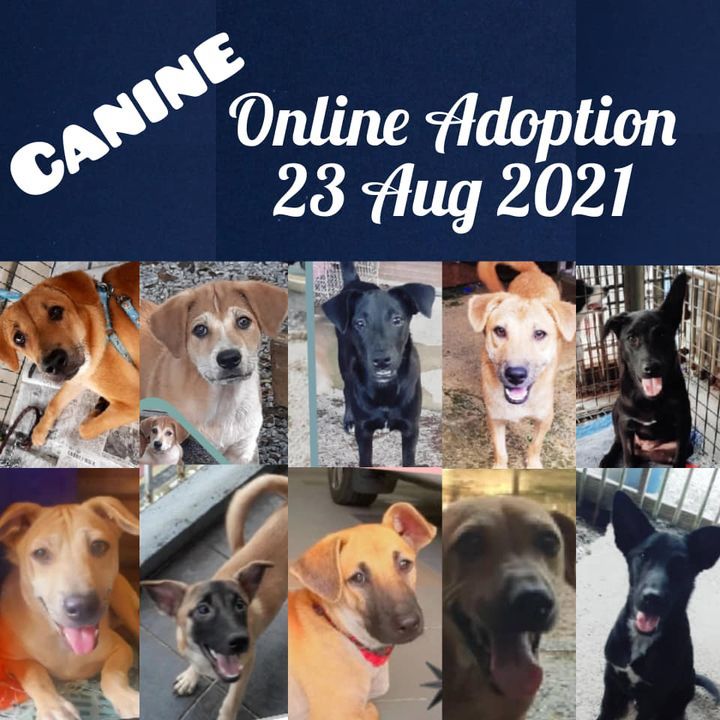 Canine For Adoption 230821. This Is An Online Adop..