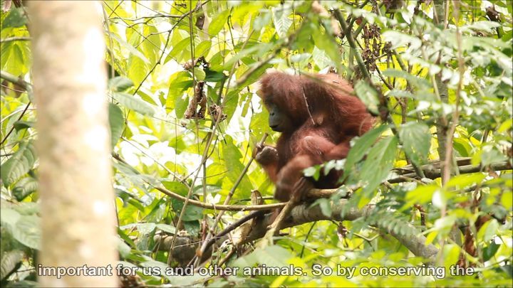 The Important Roles Of Orang-Utans