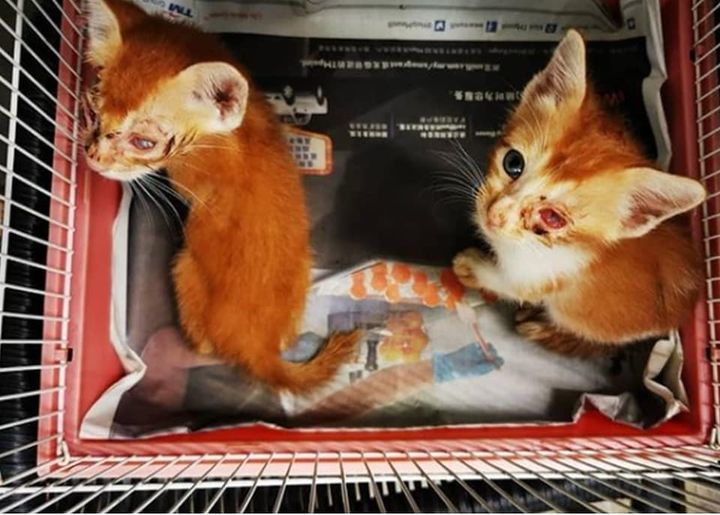 These Two Precious Little Babies Were Rescued Two ..