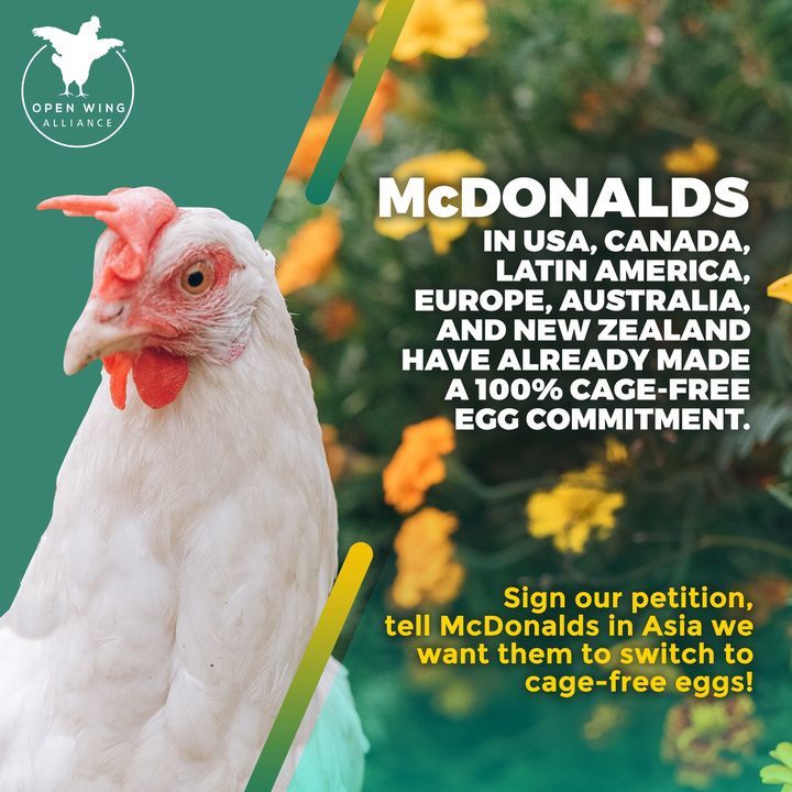 Mcdonalds In Asia Continues To Use Eggs From Hens ..