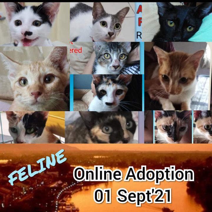 Feline For Adoption 010921. This Is An Online Adop..