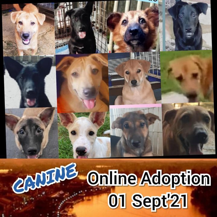 Canine For Adoption 010921. This Is An Online Adop..