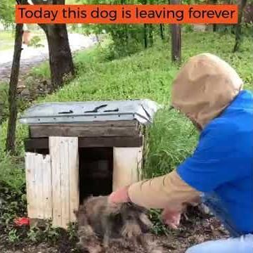 Romania Chained Dog Rescue Through Fundatia Sky