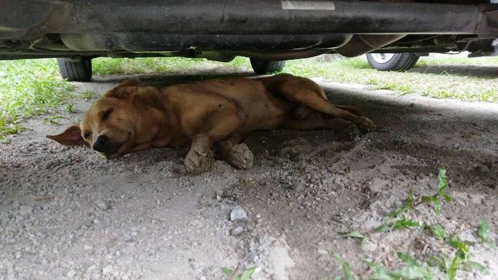 Help Needed Urgently. Dog Has Been Hit By A Car, B..