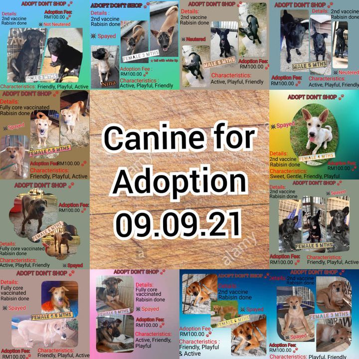 Canine For Adoption 090921. To Adopt, Send Us A Me..