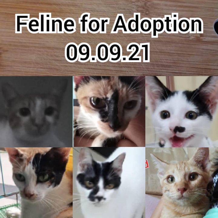 Feline For Adoption 090921. To Adopt, Send Us A Me..