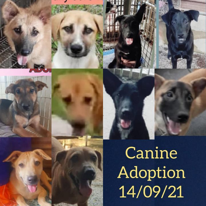 Canine For Adoption 140921. To Adopt, Send Us A Me..