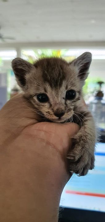 Urgent Fosterer Needed. This 1 Month Old Kitten Wa..