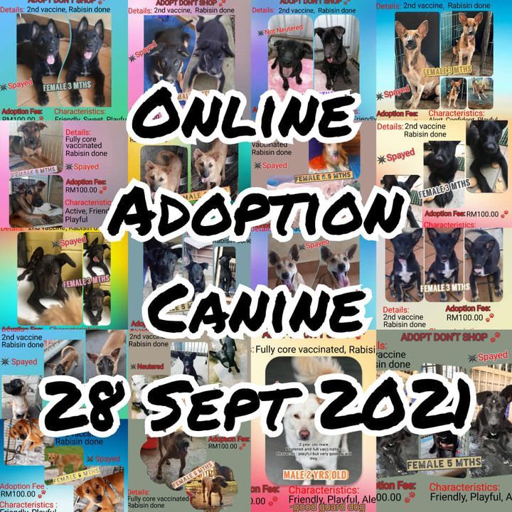 Canine For Adoption 280921. To Adopt, Send Us A Me..