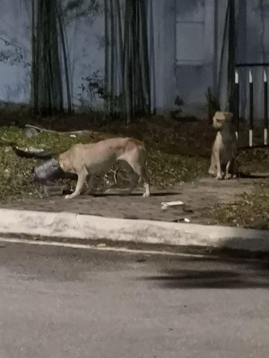 Sos Dog With Head Stuck In Container, Near Drb Hic..