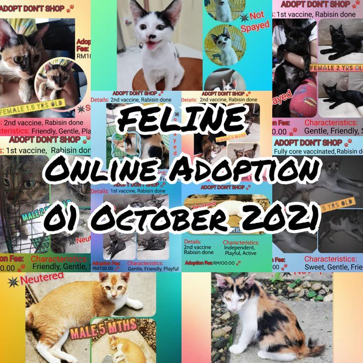 Feline For Adoption 011021. To Adopt, Send Us A Me..