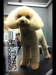 dog grooming, poodle grooming