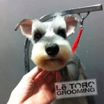 dog grooming, schnauzer grooming