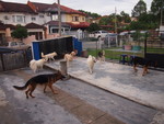 Dog boarding at Kissbie PetHouse Dogs social center