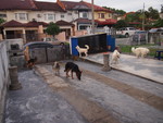 Dog boarding at Kissbie PetHouse Dogs social center