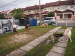 Dog boarding at Kissbie PetHouse Dogs social center