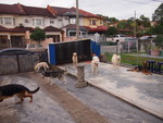 Dog boarding at Kissbie PetHouse Dogs social center