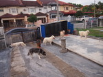 Dog boarding at Kissbie PetHouse Dogs social center