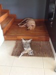 Cats and dogs get along fine