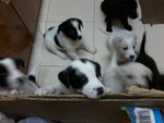 Litter of puppies i used to foster..