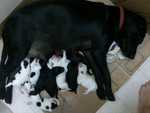 My 1st time being a midwife,hand delivering 10 puppies..