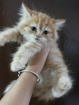 Adorable Female Semi Flat Kitten For Sale - 