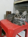 Adorable Female Semi Flat Kitten For Sale - 