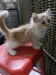 Adorable Female Semi Flat Kitten For Sale - 