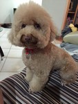 Miko the Poodle