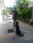 Dog Obedience Training Service - 