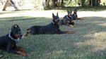 Dog Obedience Training Service - 