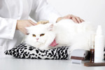 Cat Grooming Services  - 