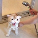 Cat Grooming Services  - 