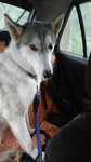 Happy Tails Pet Taxi (JB) - 