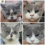 Grooming For Cats - 