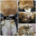 Grooming For Cats - 