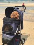 3-Wheel Pet Stroller Cat/Dog Easy Walk Foldable Travel Carrier (New) - 