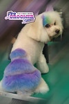 Pro Groomer Salon - 