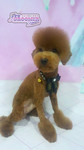 Pro Groomer Salon - 