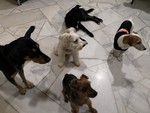 Dog Boarding By The WoofSquad - 