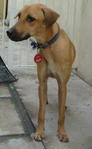 Sheba - Mixed Breed Dog