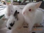 Baby Lionhead Mix Angora - Lionhead + Angora Rabbit Rabbit