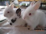 Baby Lionhead Mix Angora - Lionhead + Angora Rabbit Rabbit