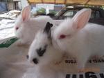 Baby Lionhead Mix Angora - Lionhead + Angora Rabbit Rabbit