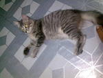 Sunshine - Tabby + Domestic Long Hair Cat